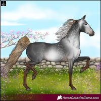 Horse Color:Gray Liver Chestnut Rabicano 