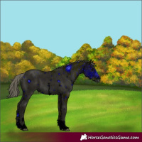 Horse Color:ERROR: UNKNOWN ANOMALY