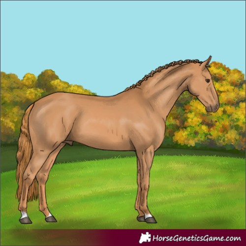 Horse Color:Chestnut 