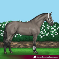 Horse Color:Grullo 