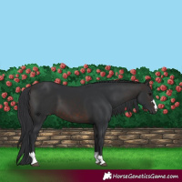 Horse Color:Brown 
