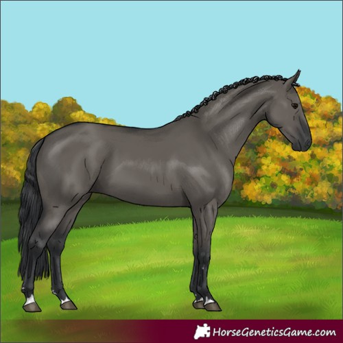 Horse Color:Grullo 