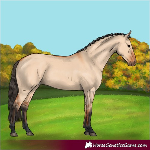 Horse Color:Bay Dun