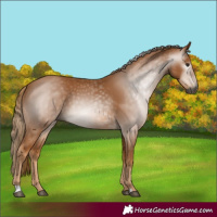 Horse Color:Gray Chestnut 