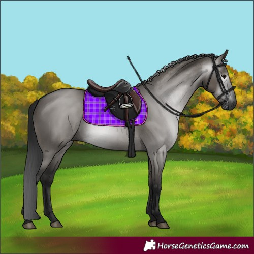 Horse Color:Gray Grullo 