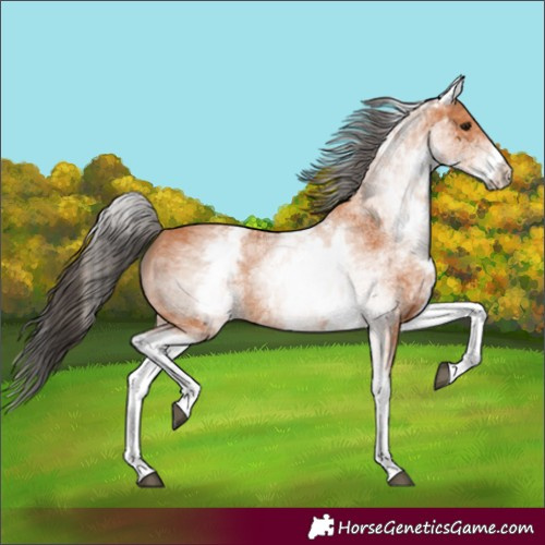 Horse Color:White Spotted Bay 