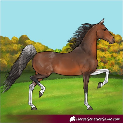 Horse Color:White Spotted Bay 