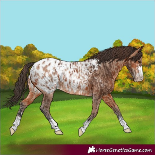 Horse Color:Bay Blanket  and Amber Champagne Blanket 