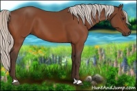 Horse Color:Silver Bay 