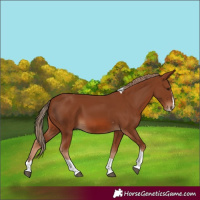 Horse Color:Chestnut Splash Tobiano