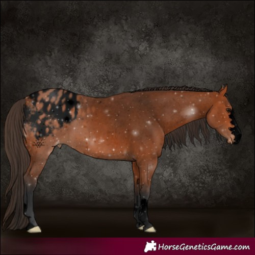 Horse Color:Void Bay Appaloosa 