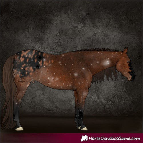 Horse Color:Void Bay Appaloosa 