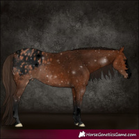Horse Color:Void Bay Blanket 
