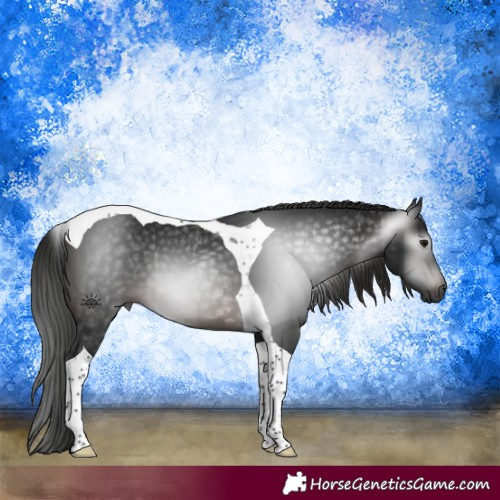 Horse Color:Gray Brown Tobiano 