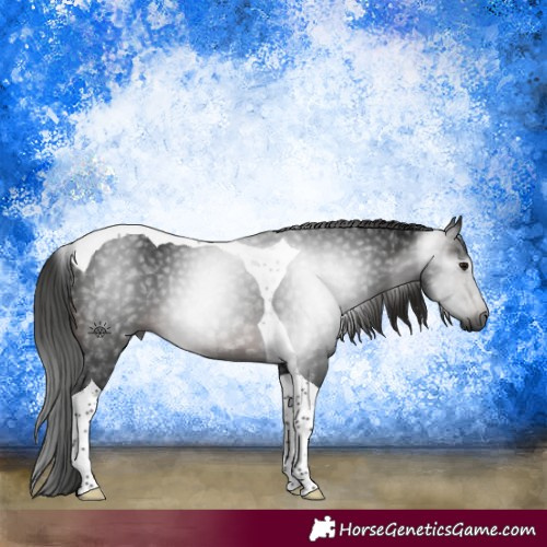Horse Color:Gray Brown Tobiano 