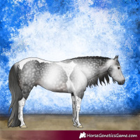 Horse Color:Gray Brown Tobiano 