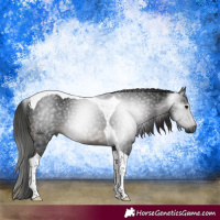Horse Color:Gray Brown Tobiano 