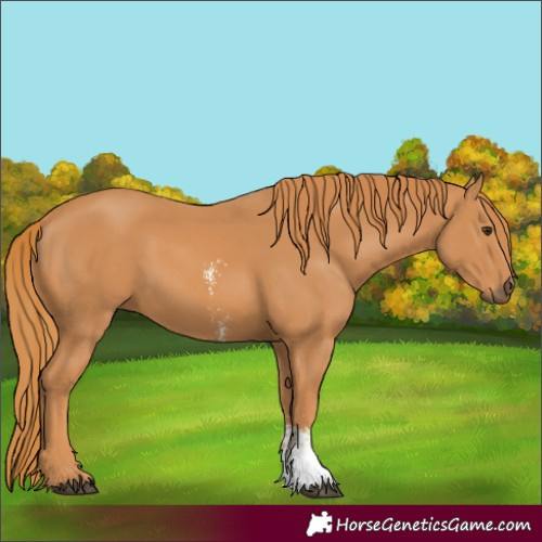 Horse Color:Unknown