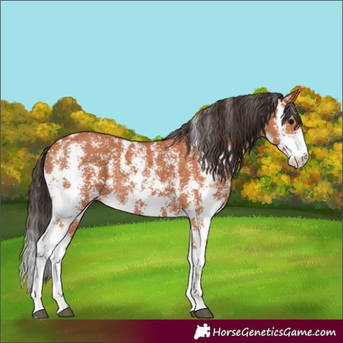 Horse Color:Unknown 