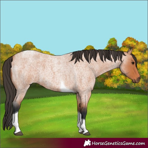 Horse Color:Bay Roan Tobiano 