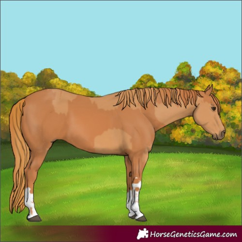 Horse Color:Chestnut  and Chestnut 