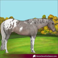Horse Color:Silver Black Tobiano Blanket