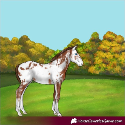 Horse Color:Chestnut Sabino Frame Near Leopard