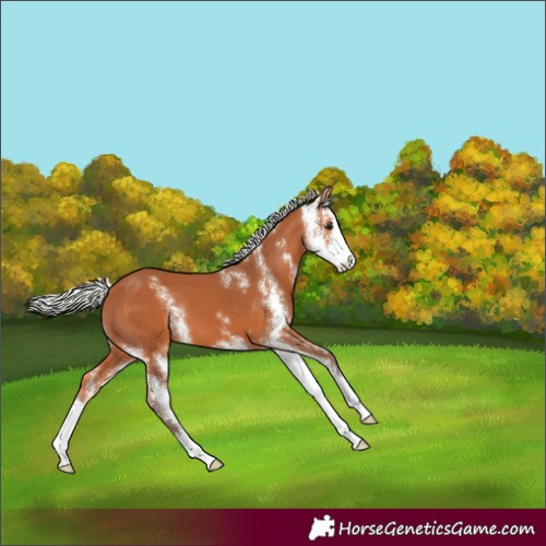 Horse Color:Silver Bay Sabino 