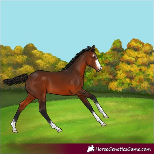 Horse Color:Gray Bay