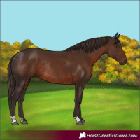 Horse Color:Liver Chestnut Rabicano