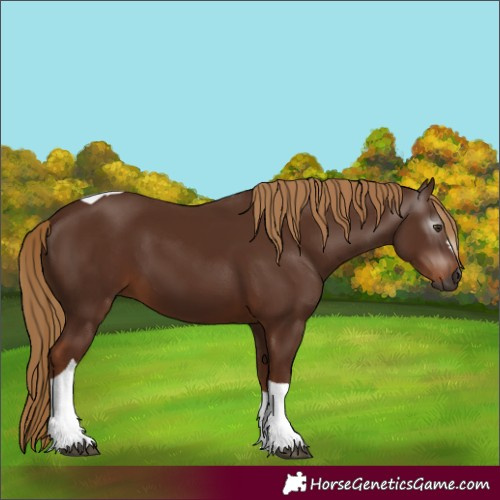 Horse Color:Gray Chestnut Tobiano 