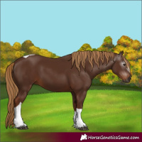 Horse Color:Gray Chestnut Tobiano 
