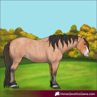 Horse Color:Bay Roan Frame 