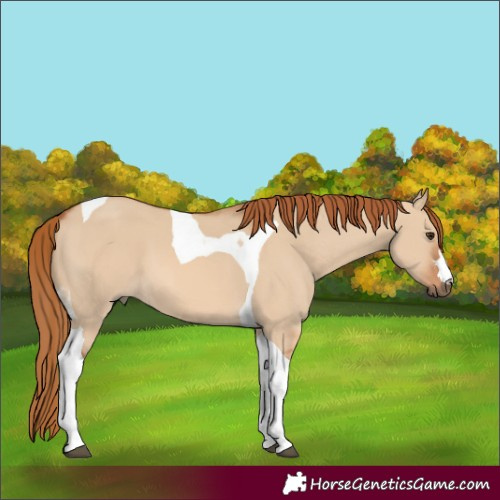 Horse Color:Red Dun Tobiano 