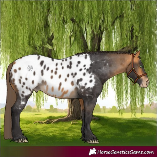 Horse Color:Buckskin Near Leopard