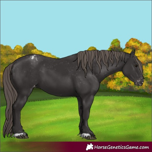 Horse Color:Unknown 