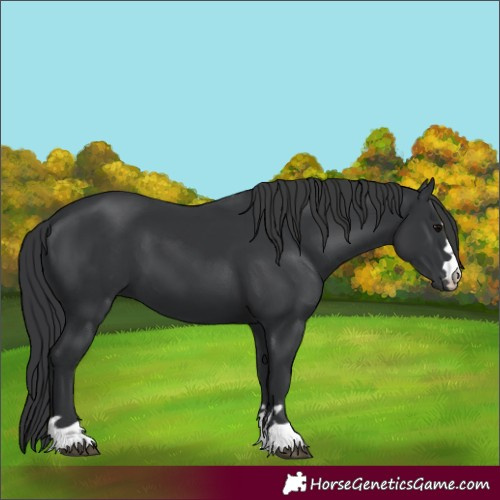 Horse Color:Unknown 