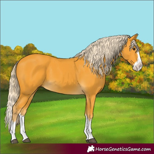 Horse Color:Unknown 