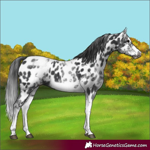 Horse Color:White Spotted Black Splash Tobiano Frame Appaloosa 