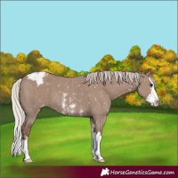Horse Color:Silver Grullo Sabino Splash Appaloosa 