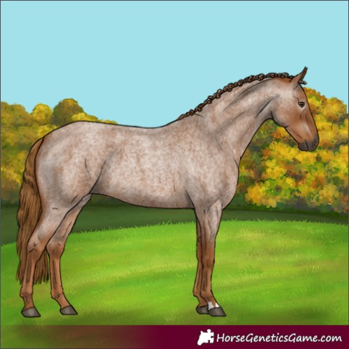 Horse Color:Gray Red Roan