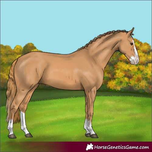 Horse Color:Chestnut Splash 