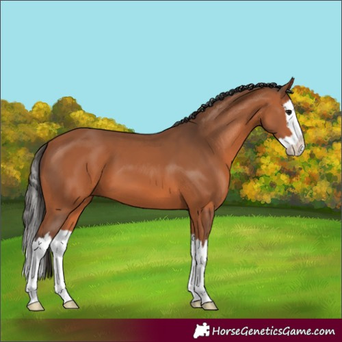 Horse Color:Bay Splash 