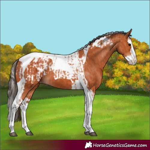Horse Color:Bay Splash Tobiano Appaloosa  and Bay Splash Tobiano Appaloosa 