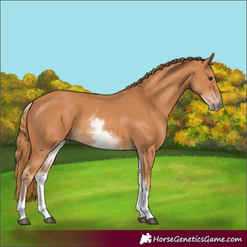 Horse Color:White Spotted Chestnut