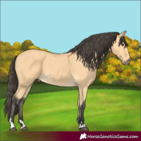 Horse Color:Buckskin 