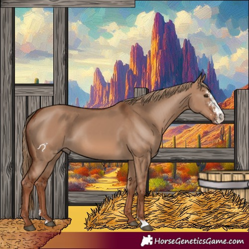 Horse Color:Red Dun Sabino Rabicano 
