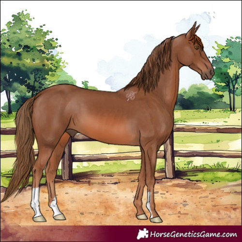 Horse Color:Chestnut 