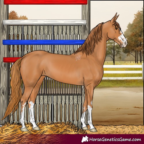 Horse Color:Chestnut 