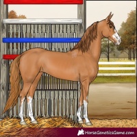 Horse Color:Chestnut 